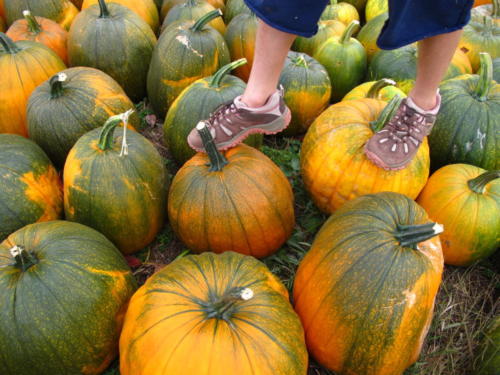 Fall 2010 end Oct 25 Fall Leaves and Pumpkin Patch 144